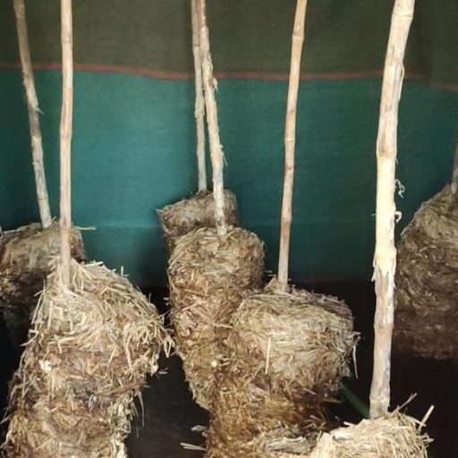 WhatsApp Image 2026-02-05 at 11.24.49